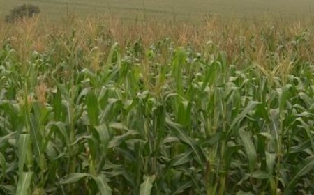 Kamonyi: Kutagira uburenganzira ku mahitamo y’imbuto y’ibigori bahinga, imwe mu mpamvu iteza igihombo abahinzi.