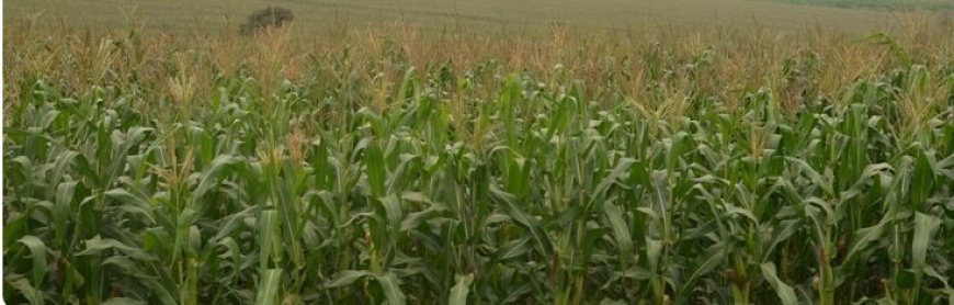 Kamonyi: Kutagira uburenganzira ku mahitamo y’imbuto y’ibigori bahinga, imwe mu mpamvu iteza igihombo abahinzi.