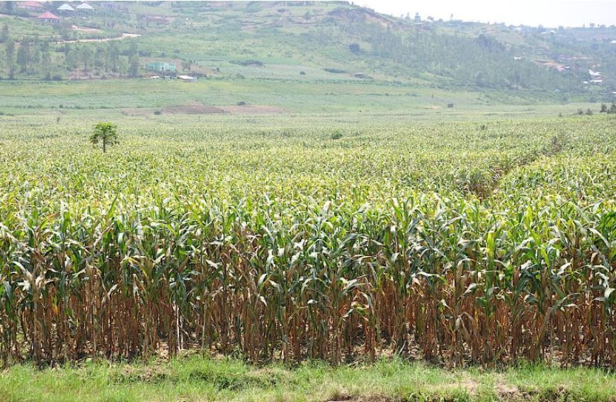 Hari abahinzi bataka kwishyurwa intica ntikize n'ubwishingizi igihe bahuye n'ibiza! RAB irabivugaho iki?