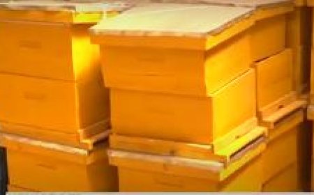 Barasaba ibigega by’amazi nk’ibyabafasha kubungabunga inzuki zibacika