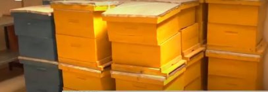 Barasaba ibigega by’amazi nk’ibyabafasha kubungabunga inzuki zibacika