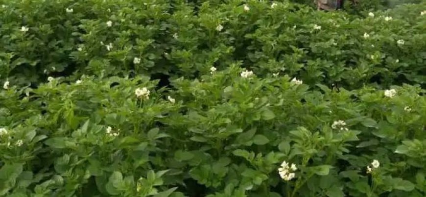 Ese amasomo y’ubuhinzi n’ubworozi yaba agiye kwigishwa mu mashuli yisumbuye y'uburezi bwibanze?