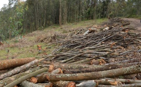The parliament passed a new bill banning the harvest of immature trees