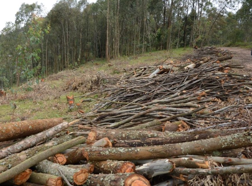 The parliament passed a new bill banning the harvest of immature trees