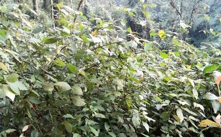 Imikipfu imbogamizi ku mikurire y’ibiti bimwe byo mu ishyamba rya Nyungwe