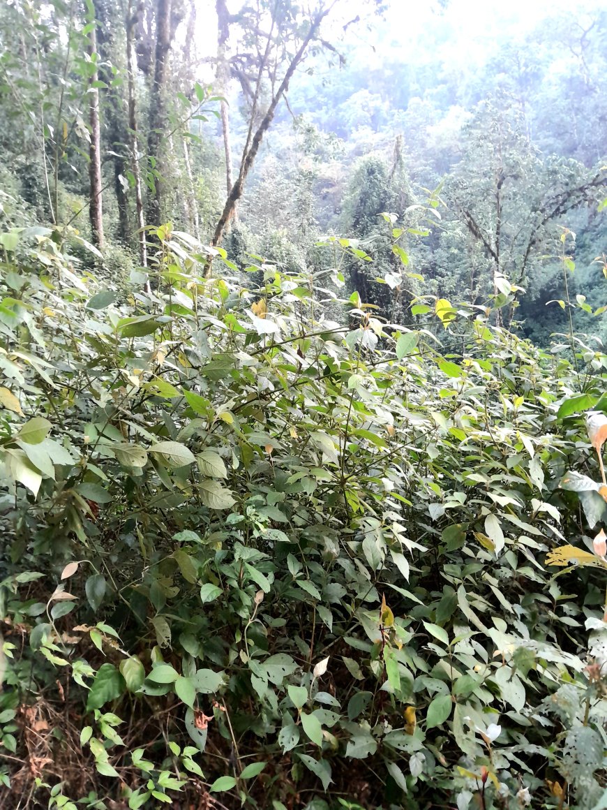 Imikipfu imbogamizi ku mikurire y’ibiti bimwe byo mu ishyamba rya Nyungwe