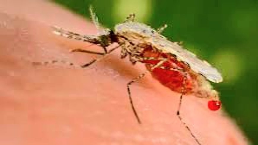 Havumbuwe uburyo bushya bwo kurwanya Malaria bwitezweho kuyirandura