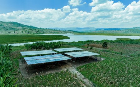 Solar Energy Irrigation Boosts Potato Harvests During Dry Season ( Photos)