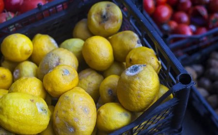 Global Cooling Festival to Address up to 40% Food Losses and Health Issues