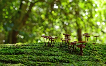 Europe’s Biodiversity Declines Under Unsustainable Practices