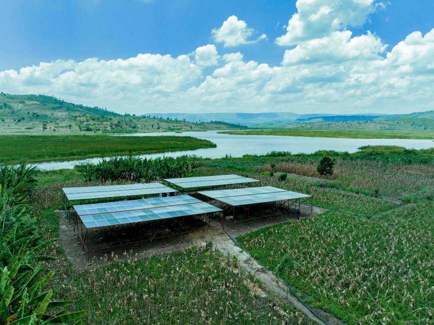 Solar Energy Irrigation Boosts Potato Harvests During Dry Season ( Photos)