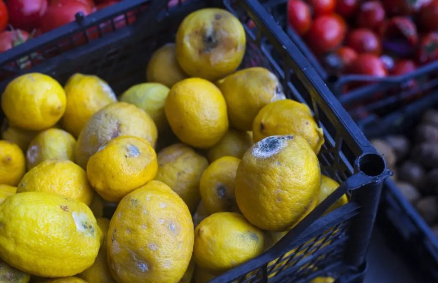 Global Cooling Festival to Address up to 40% Food Losses and Health Issues