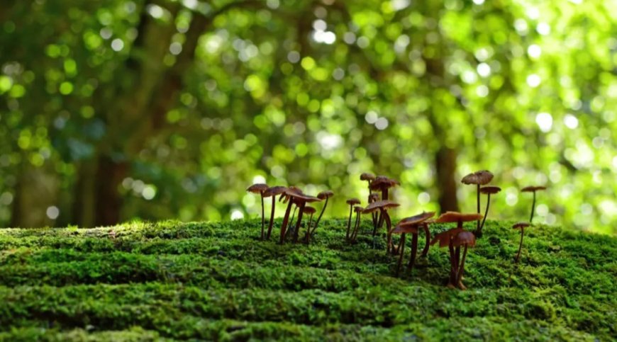 Europe’s Biodiversity Declines Under Unsustainable Practices