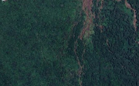 Urgent Call to Protect High-Risk Tropical Forests: Tripling Investment Needed to Save Key Ecosystems and Communities