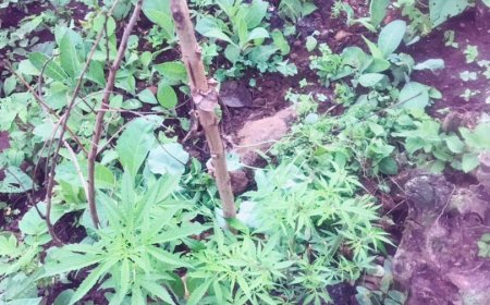 Burera: Umugabo yasanganwe ibiti 17 by’urumogi  yahinze mu bishyimbo