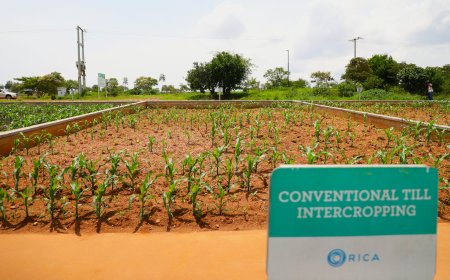 Conservation agriculture boosts harvests and climate resilience in Rwanda