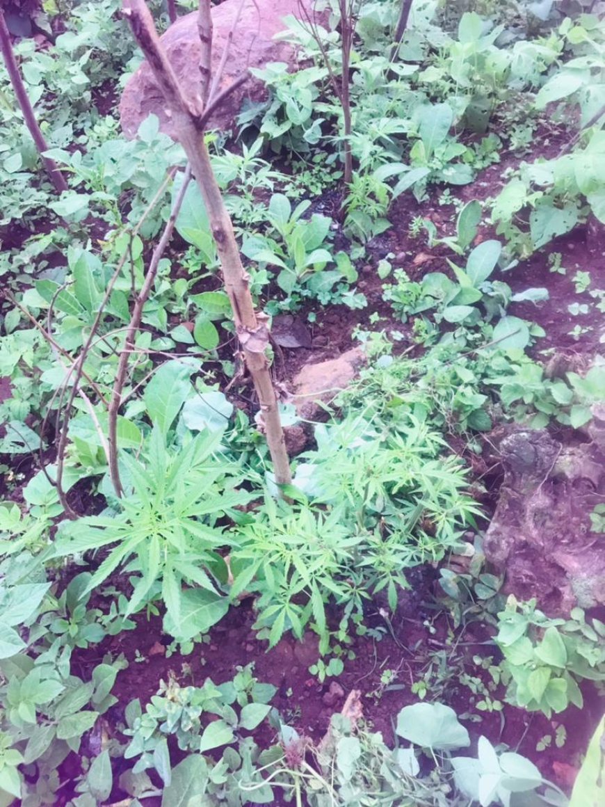 Burera: Umugabo yasanganwe ibiti 17 by’urumogi  yahinze mu bishyimbo