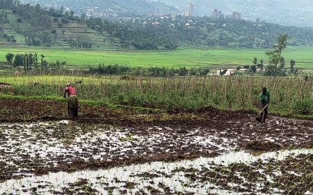 Planned investment to increase Bugarama Plain Rice Production