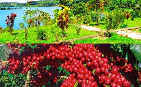 From Beans to Beaches: Coffee Shines at Kivu Beach Expo, Boosting Tourism and Local Impact