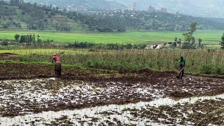 Planned investment to increase Bugarama Plain Rice Production