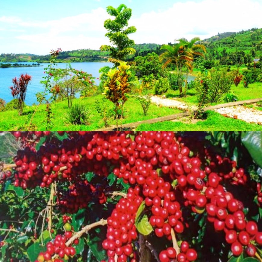 From Beans to Beaches: Coffee Shines at Kivu Beach Expo, Boosting Tourism and Local Impact