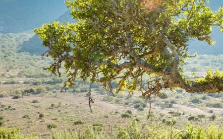 The sixth mass extinction: How human activity is driving a global decline in nature