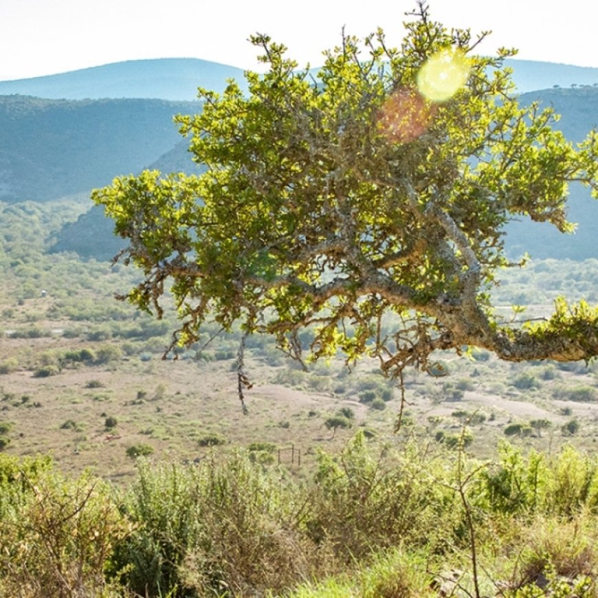 The sixth mass extinction: How human activity is driving a global decline in nature