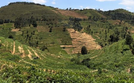 Congo Nile watershed restoration hits 20% completion