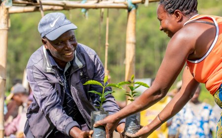 Rwanda expands Coffee farming with 2.75 million seedlings planted in 2026 season