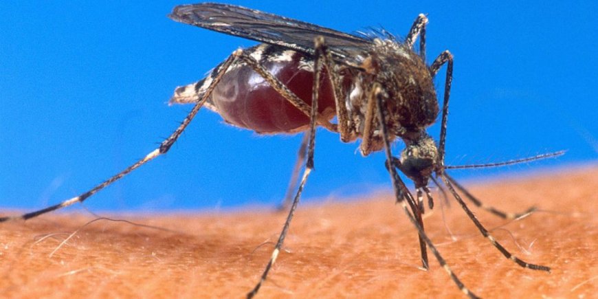 Malaria cases surge in Rwanda as rains boost mosquito growth