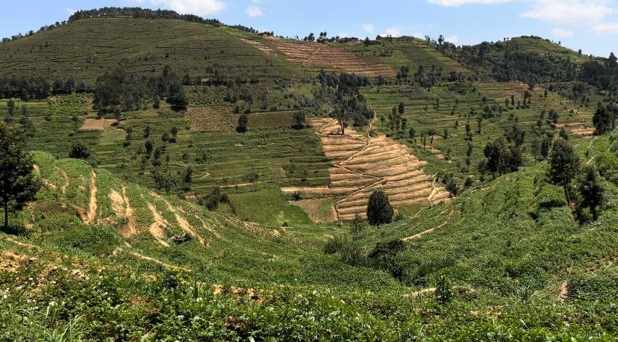 Congo Nile watershed restoration hits 20% completion