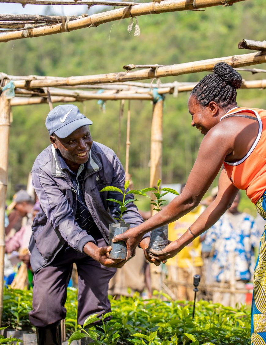 Rwanda expands Coffee farming with 2.75 million seedlings planted in 2026 season