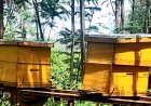 Bee farming in advanced greenhouses: Mitigating Rwanda’s pollinator decline and honey loss