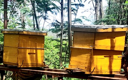 Bee farming in advanced greenhouses: Mitigating Rwanda’s pollinator decline and honey loss