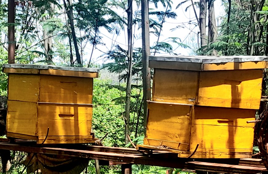 Bee farming in advanced greenhouses: Mitigating Rwanda’s pollinator decline and honey loss